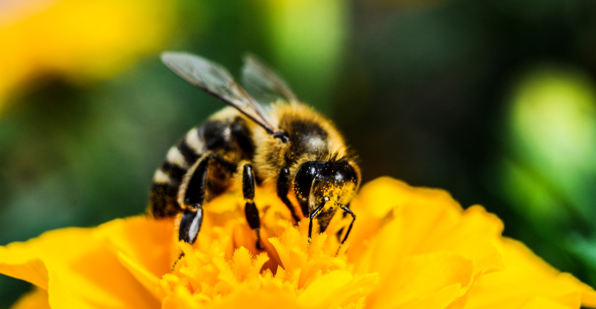 Pollinator on flower